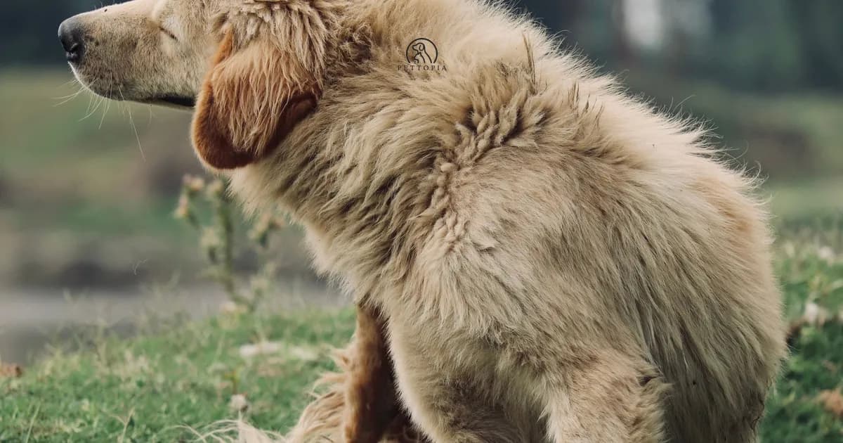 Tiques, puces et parasites au Maroc : proteger son chien et son chat