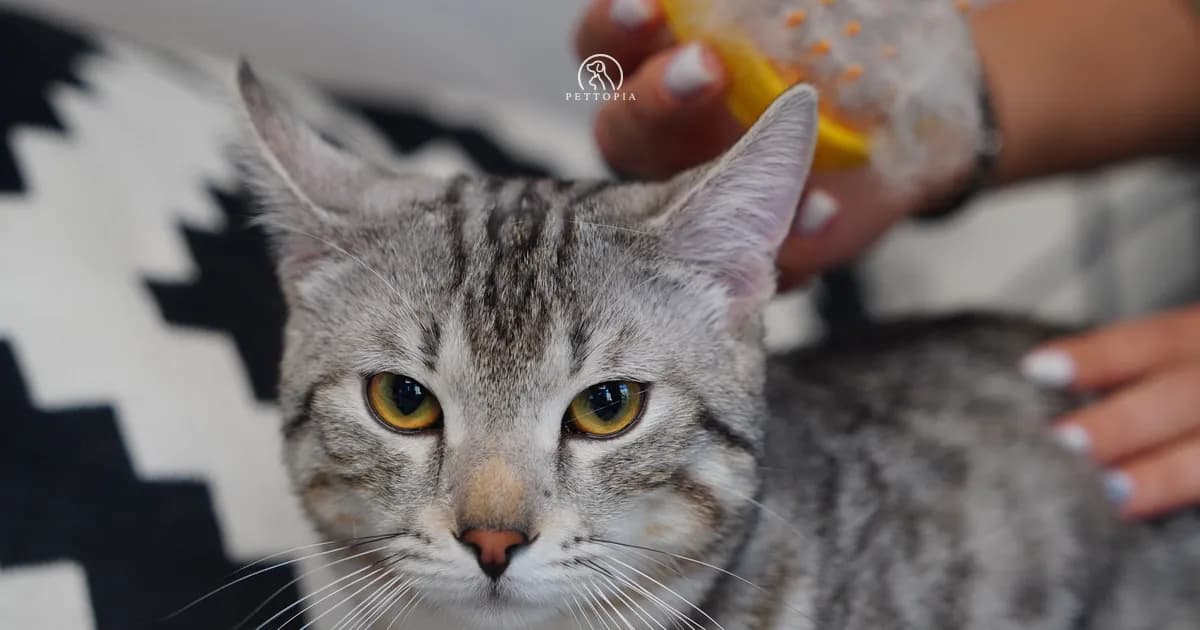 Cat Grooming in Morocco: What Every Owner Needs to Know
