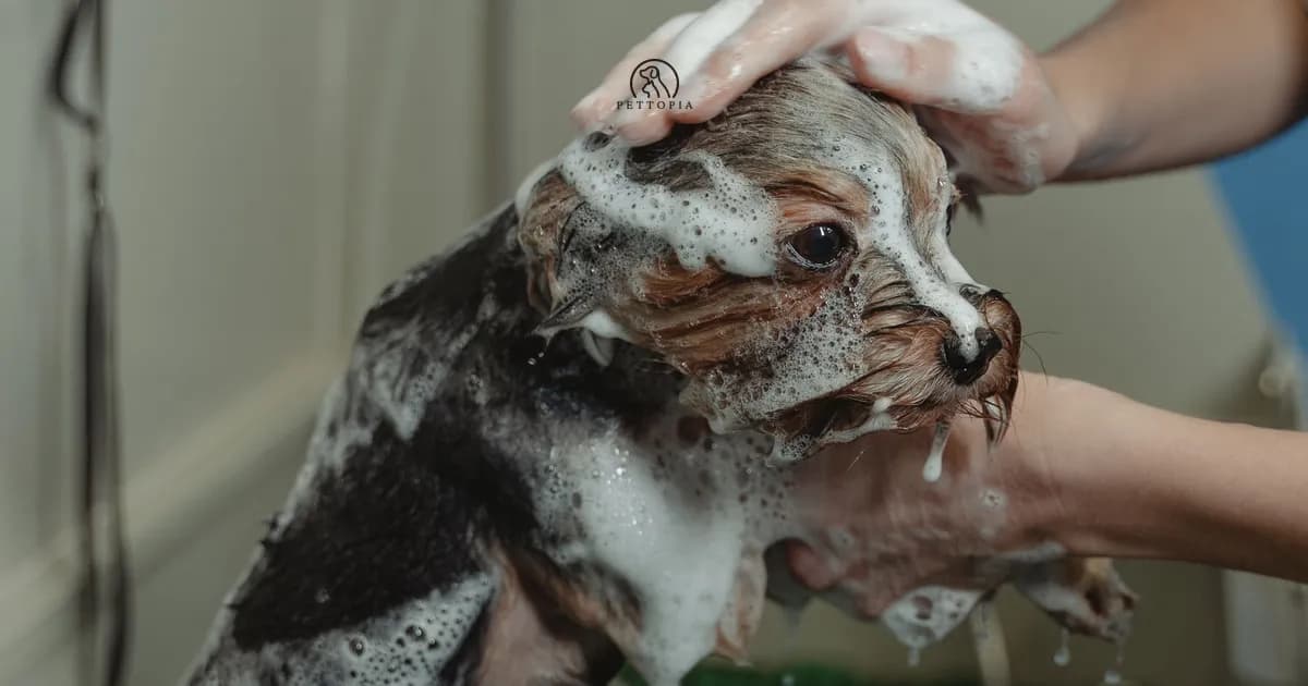 Dog Grooming in Morocco: The Complete Owner's Guide