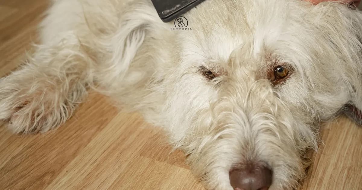 Home Pet Grooming in Morocco: A Practical Guide for 2026