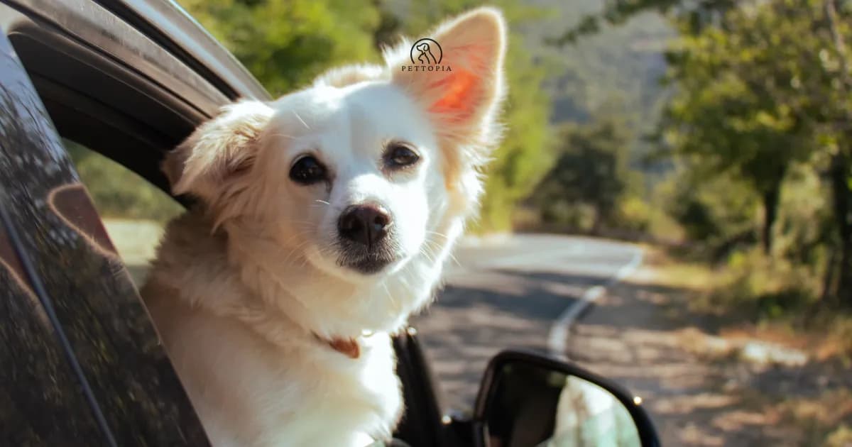Travelling With Your Pet in Morocco: The Practical Guide
