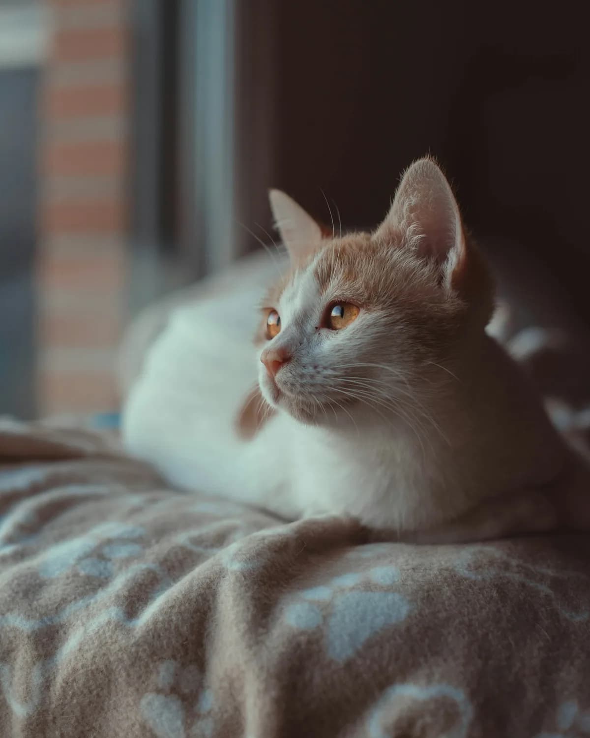Un chat au calme dans une lumière chaude, à la maison