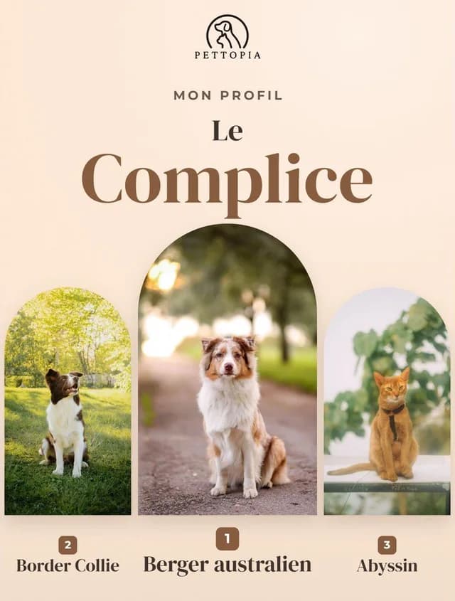 Example card from the test: profile The Companion, with an Australian Shepherd, a Border Collie and an Abyssinian