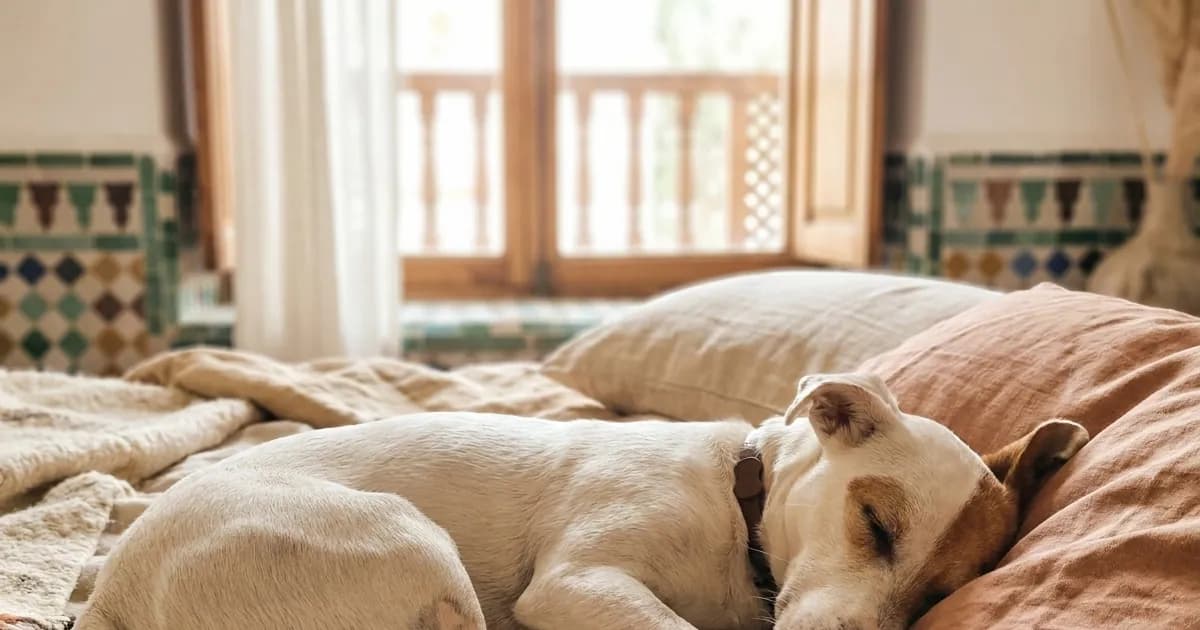 Adopting a Dog or Cat in Casablanca (2026 Guide)