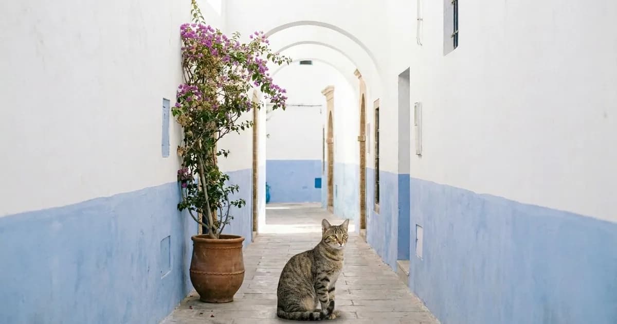 Adopting a Dog or Cat in Rabat (2026 Guide)