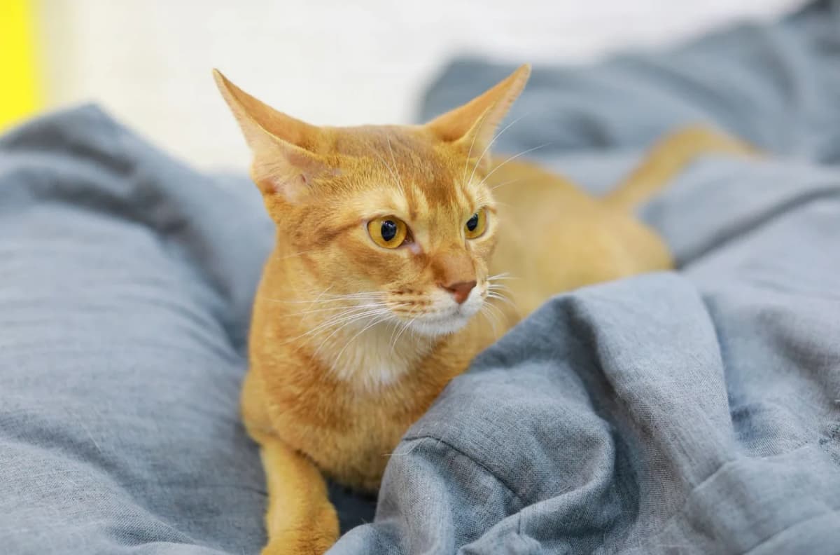 Close-up of a relaxed Abyssinian cat laying on a gray blanket with a focused gaze.
