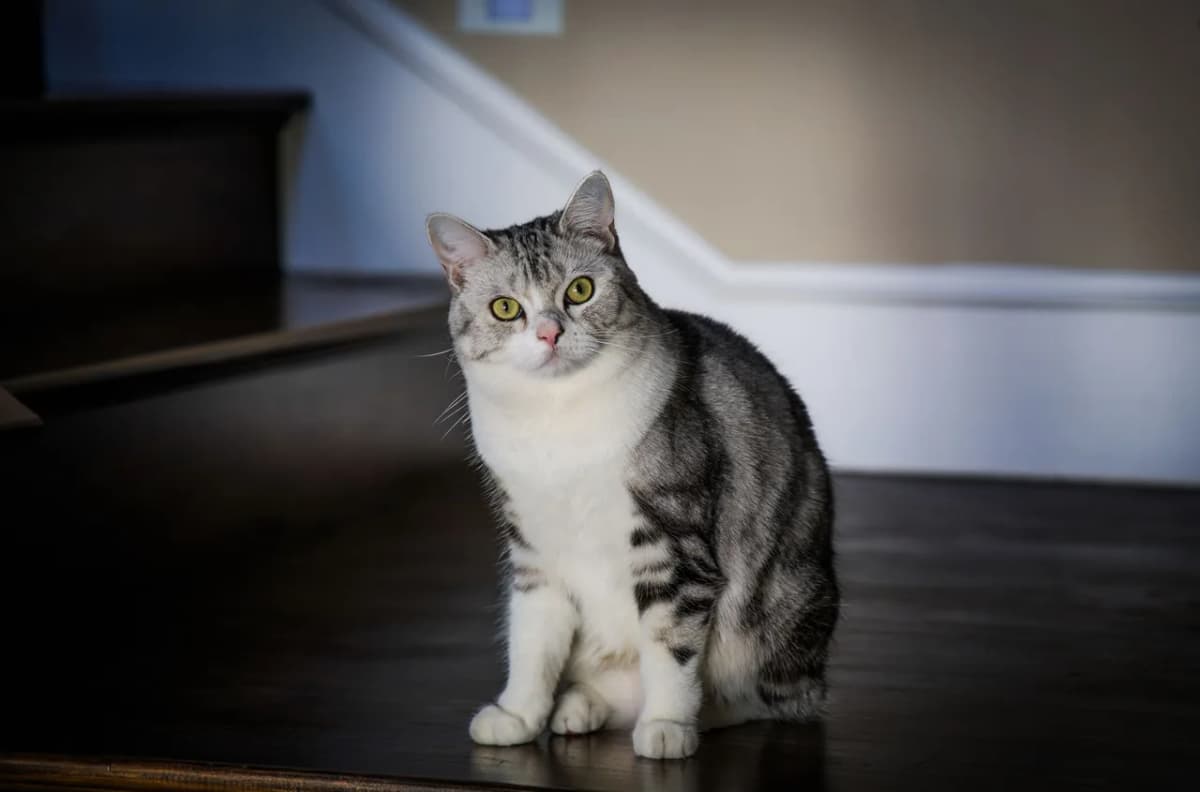 Charming gray tabby cat seated on a wooden stair indoors, looking curiously into the camera.
