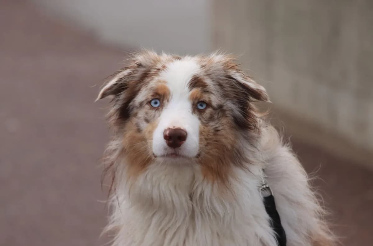 Portrait of a blue-eyed Australian Shepherd in Denmark, showcasing its scruffy, furry coat.