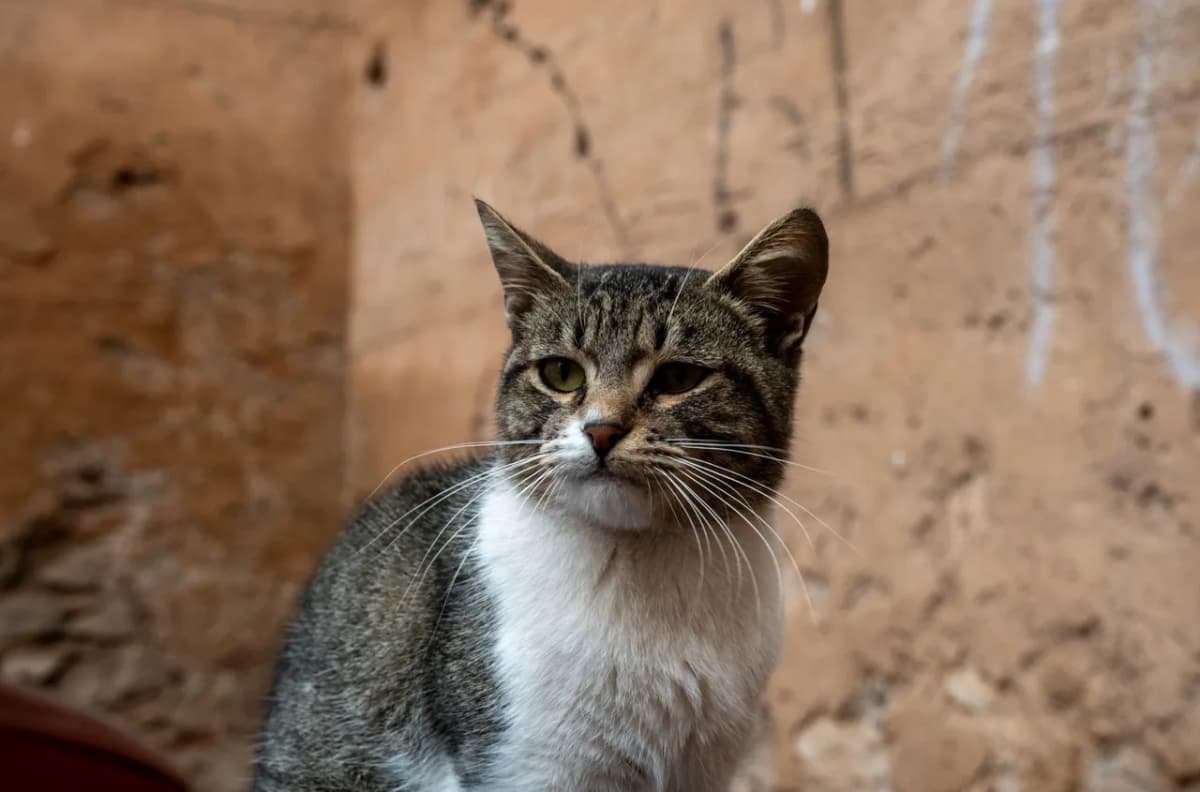 A street cat in Marrakesh captured against a rustic wall, symbolizing its urban environment.
