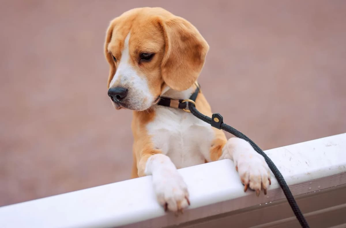 A curious beagle puppy with a leash looks over a barrier, showcasing its playful nature.