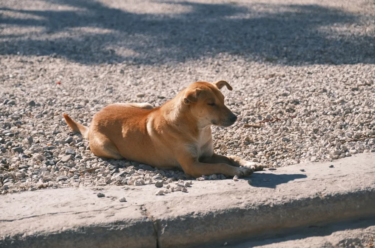 A relaxed brown dog resting on a sunlit gravel path, enjoying the warm weather.