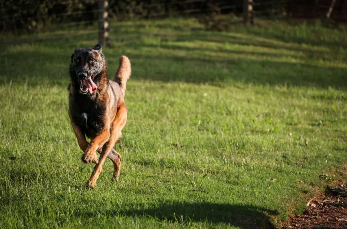 Lively Belgian Malinois joyously running through a sunlit grassy field, showcasing the breed's agility and energy.