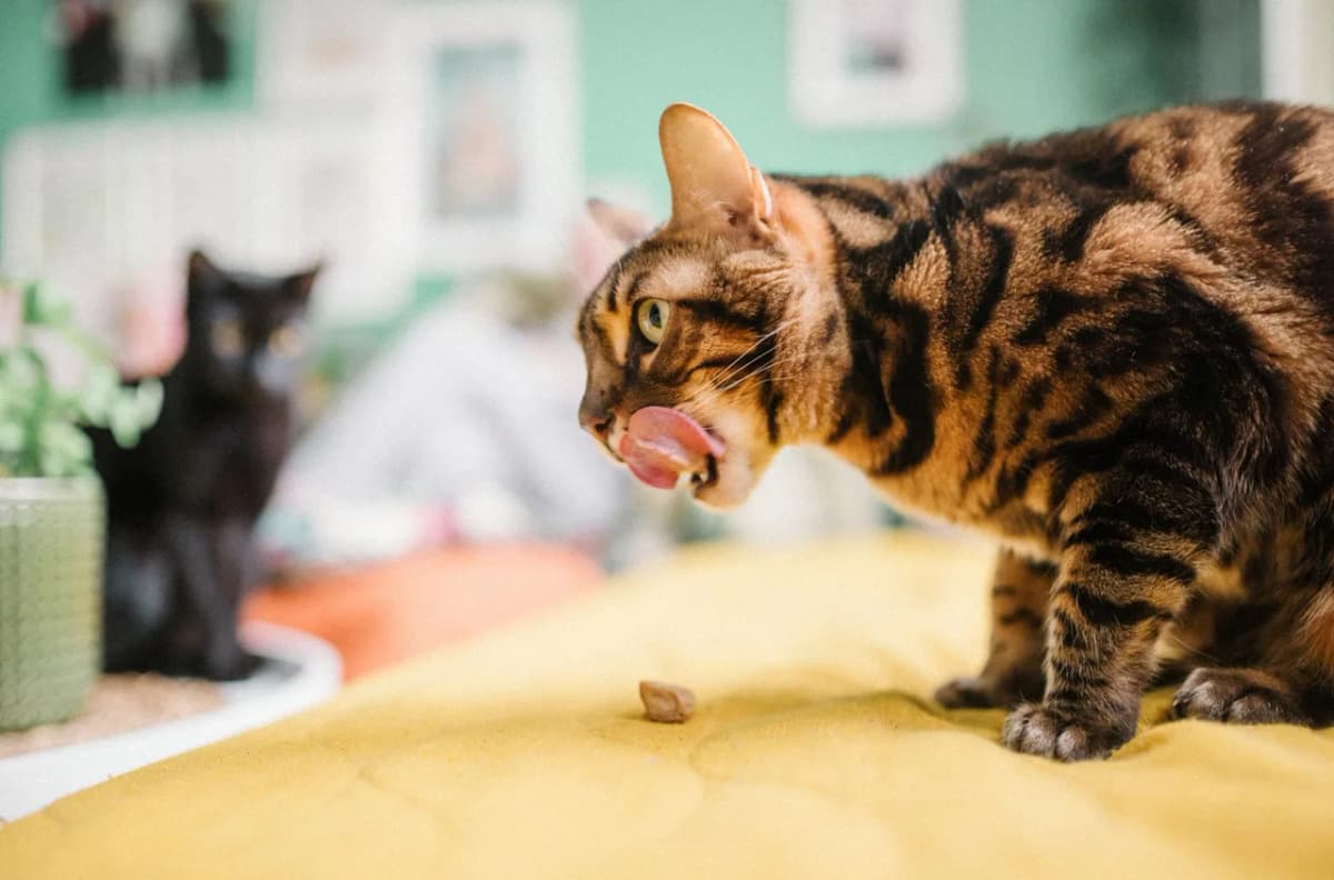 Close-up of a Bengal cat licking its lips indoors on a yellow blanket with a black cat in the background.