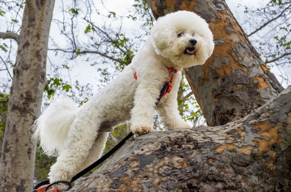Adorable Bichon Frise dog climbing a tree in a lush park. Perfect for pet lovers.
