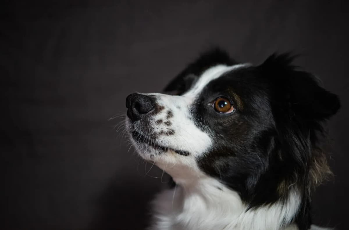 Side profile portrait of a Border Collie dog against a dark background.