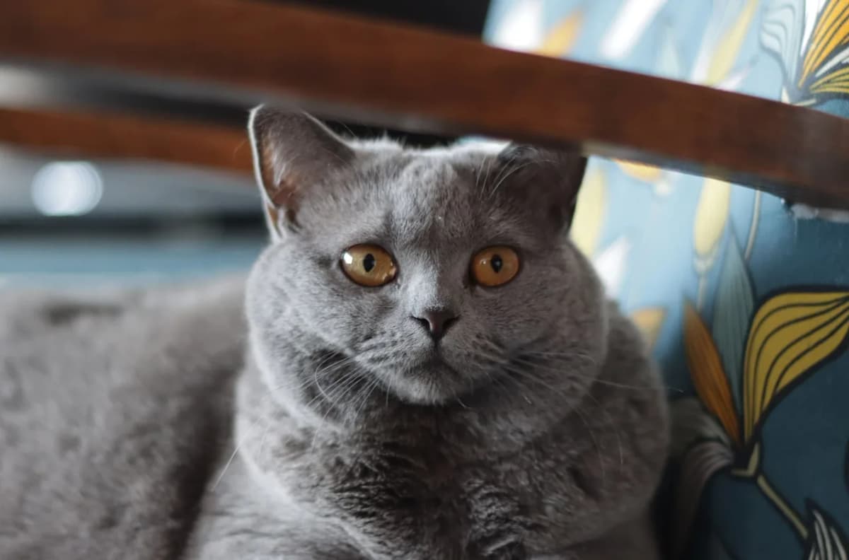 Close-up image of a British Shorthair cat with striking amber eyes, indoors.