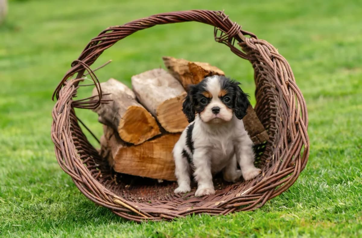 Cute Cavalier King Charles Spaniel puppy sitting in a wicker basket outdoors.