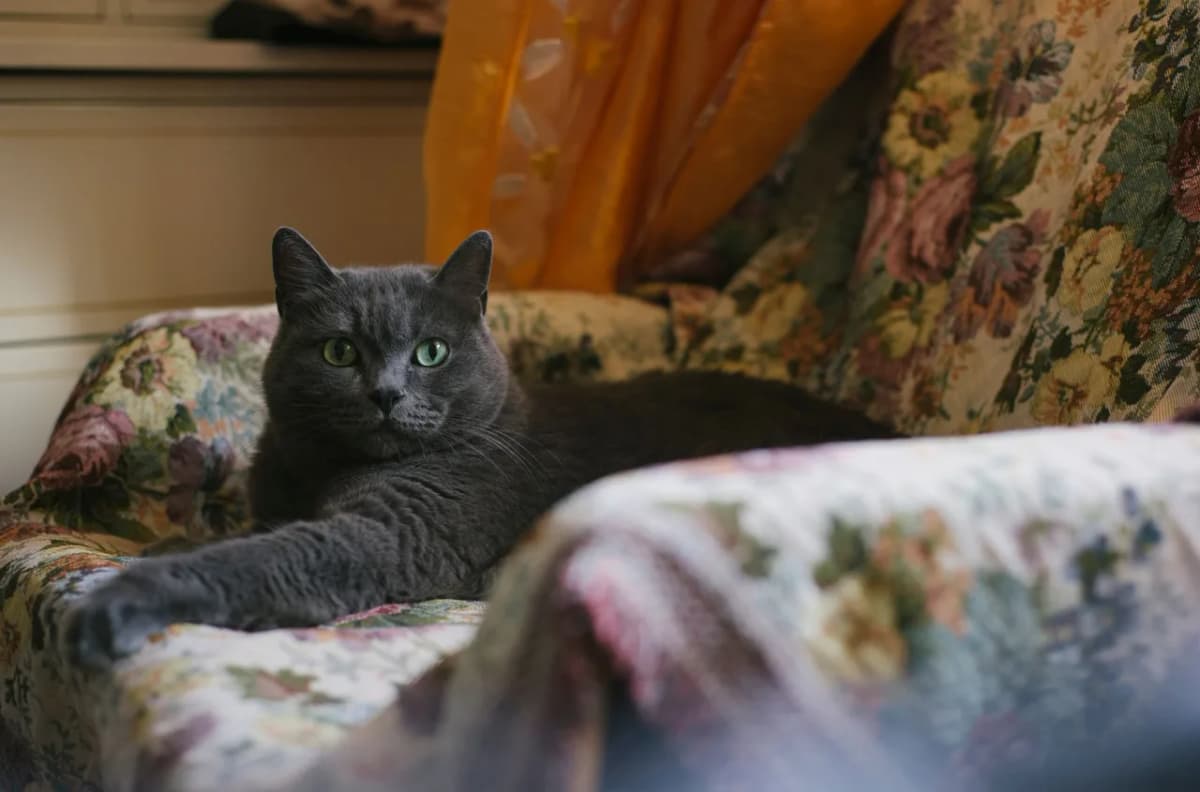 A Chartreux cat lounging on a vintage floral upholstered chair indoors.