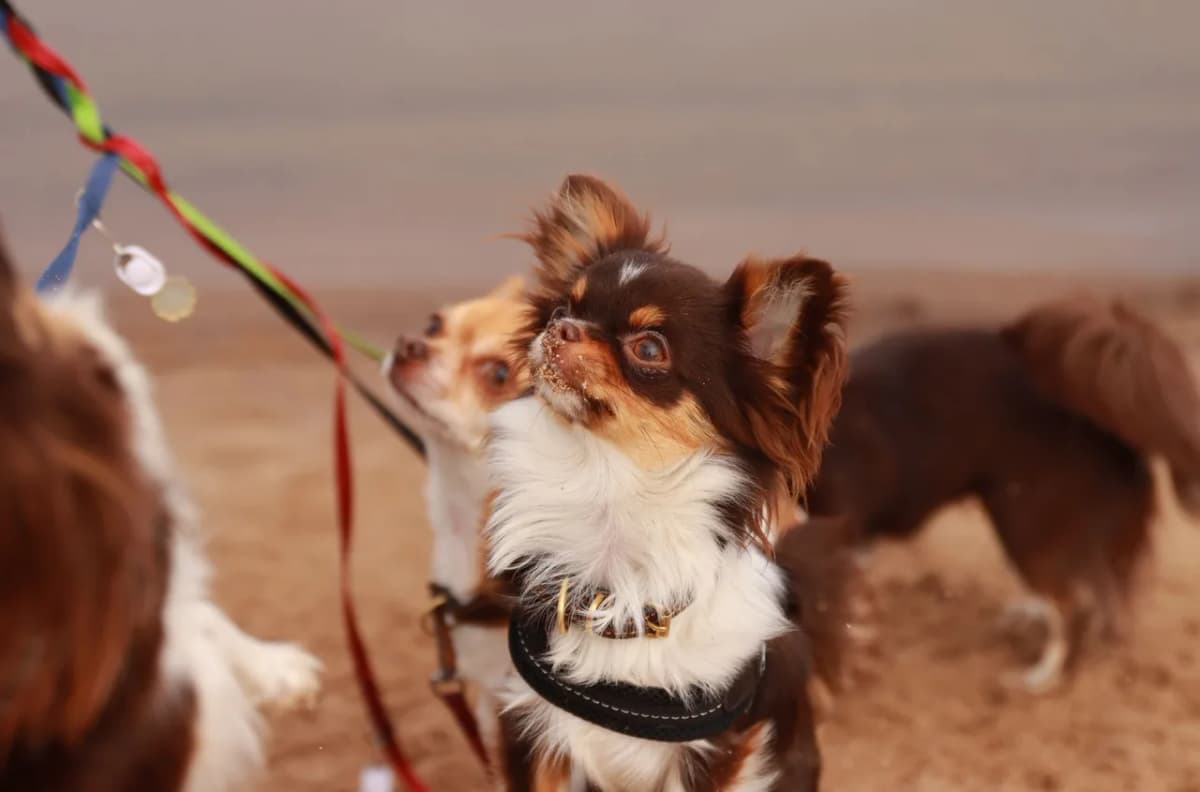 Adorable chihuahuas on a sandy beach in Jönköping, Sweden enjoying a day out on a leash.