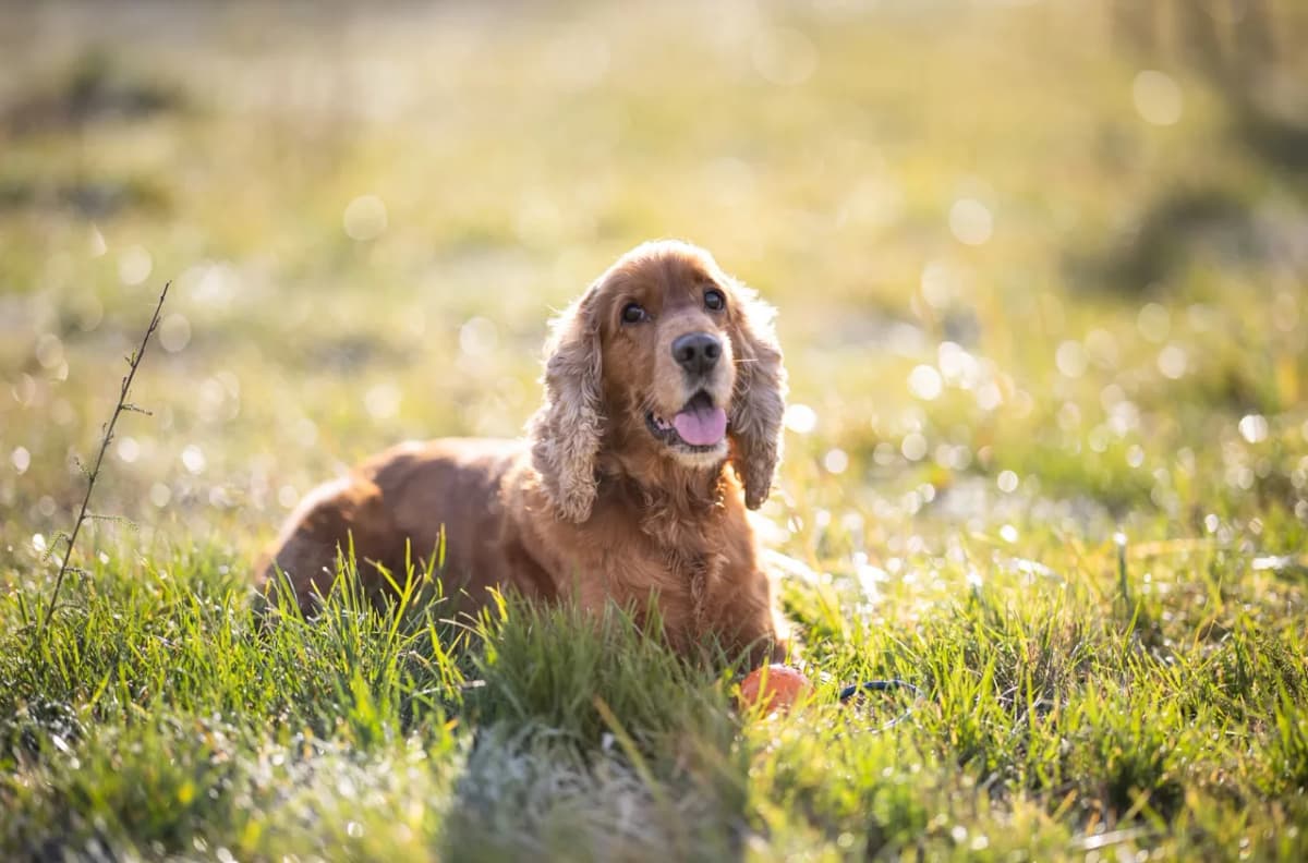 Adorable Cocker Spaniel puppy enjoying sunny day outdoors in Czechia.