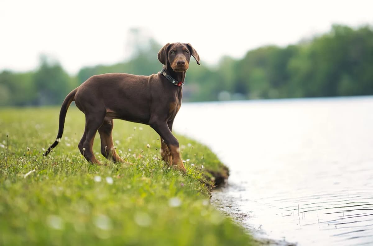 Young Doberman Pinscher standing on grass by a serene lake during a sunny day.