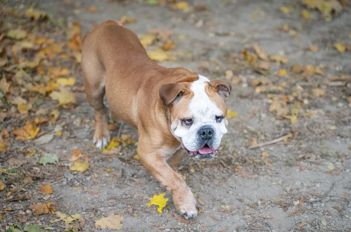English bulldog walking on a leaf-covered path in autumn setting.