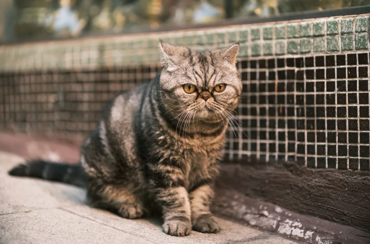 Close-up of an Exotic Shorthair cat sitting by a shop in Hong Kong.