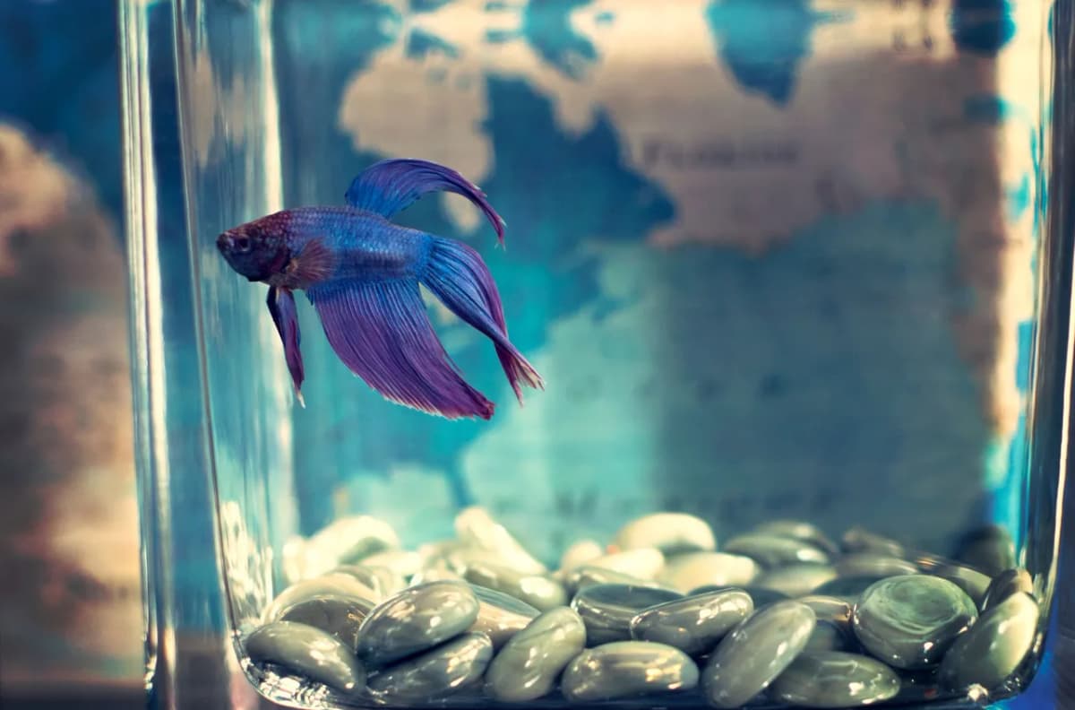 Vibrant blue and purple Betta fish swimming in a glass aquarium with decorative stones.