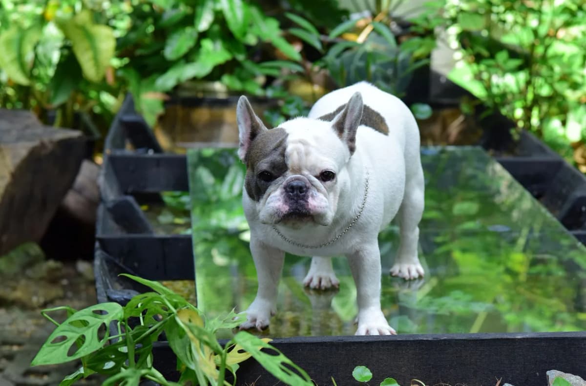 Cute French Bulldog standing outdoors on a bright day surrounded by lush green plants.