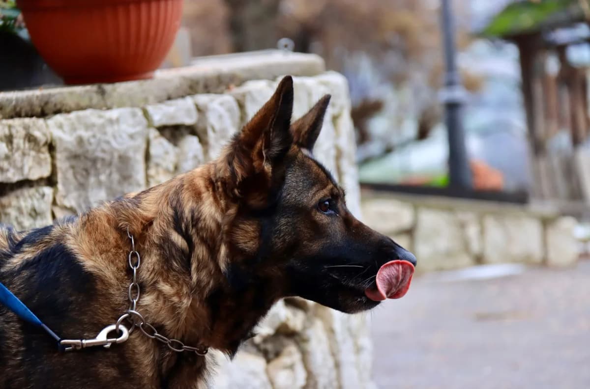 Close-up of a German Shepherd dog outdoors licking its nose, showcasing its alertness.