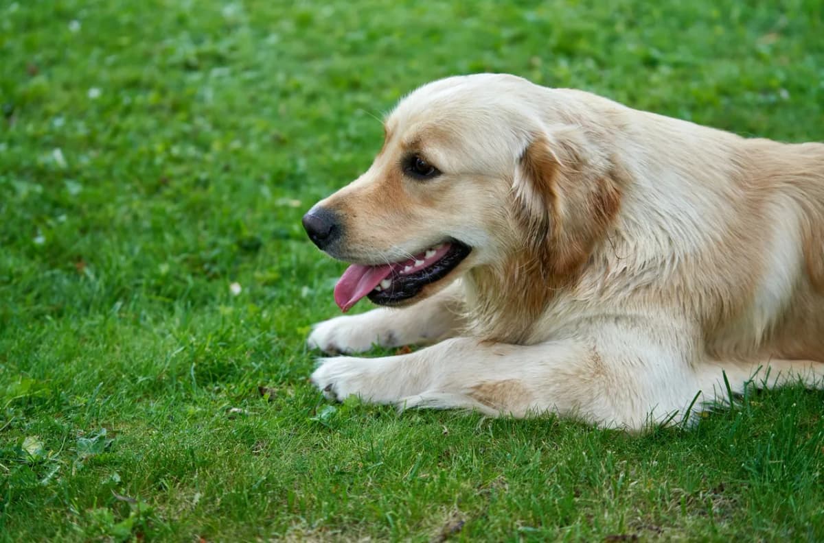 Golden Retriever dog lying on lush green grass with tongue out, showcasing its playful and relaxed nature.