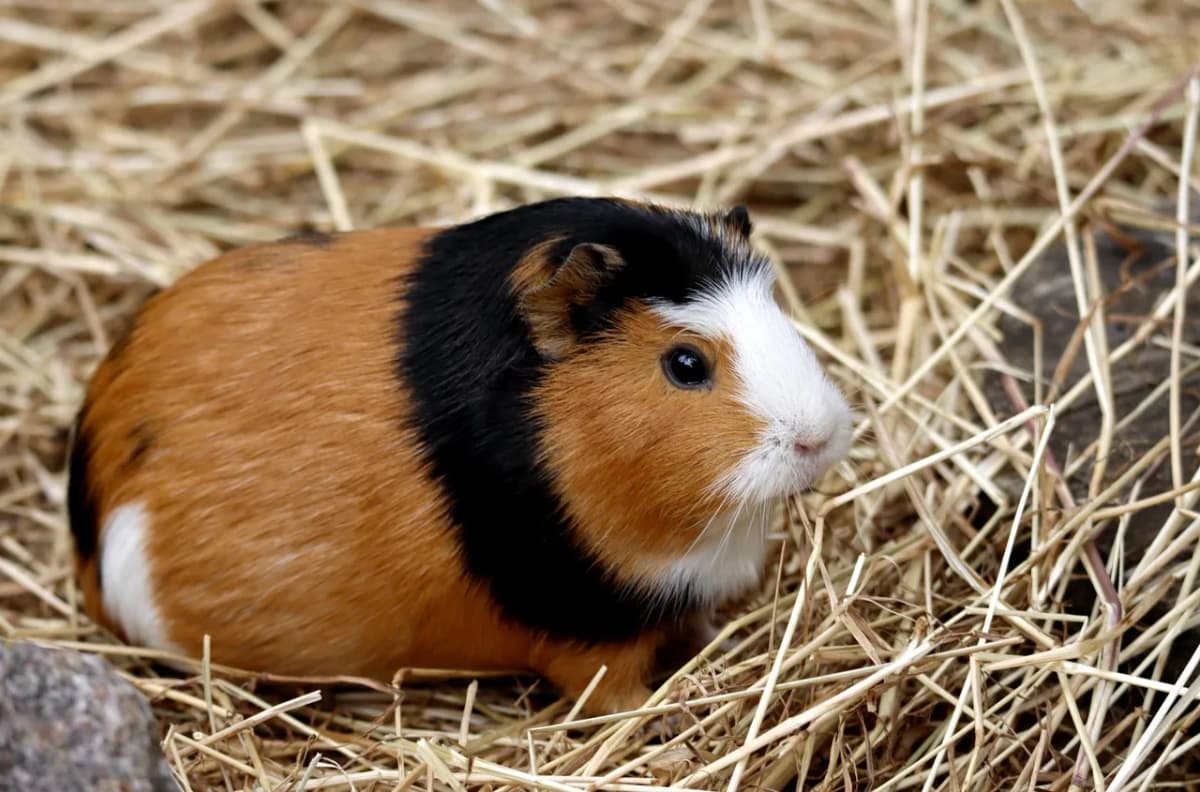 Close-up of a guinea pig sitting on straw bedding, showcasing its tricolor fur and adorable expression.