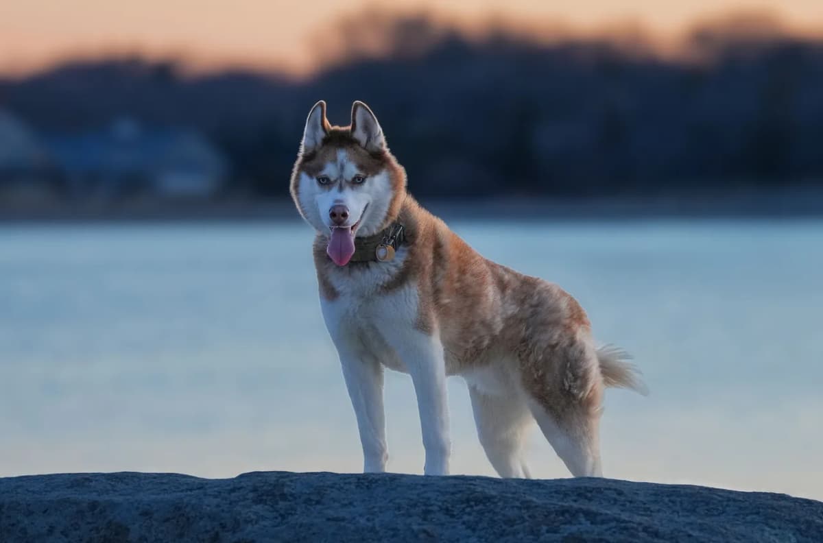 Siberian Husky standing on a rock at Cove Island Park, Stamford, CT, at dusk.