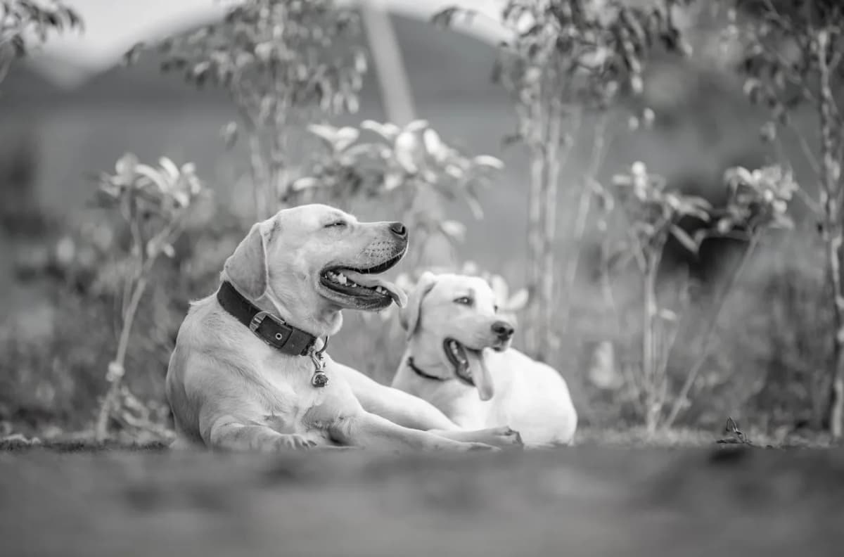 Black and white photo of two Labrador Retrievers relaxing outdoors, showcasing serenity and companionship.