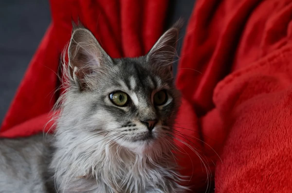 Gray Maine Coon cat resting on a red blanket indoors, showcasing its striking eyes and thick fur.
