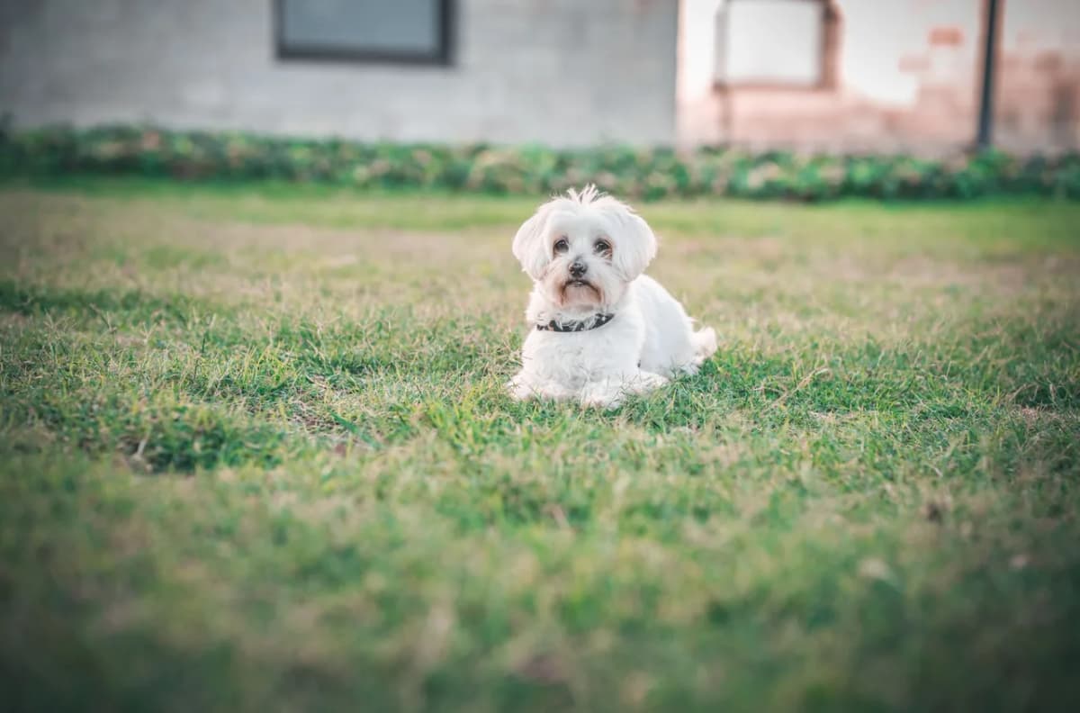 Cute Maltese dog lying on grass outdoors in daylight, serene and calm.