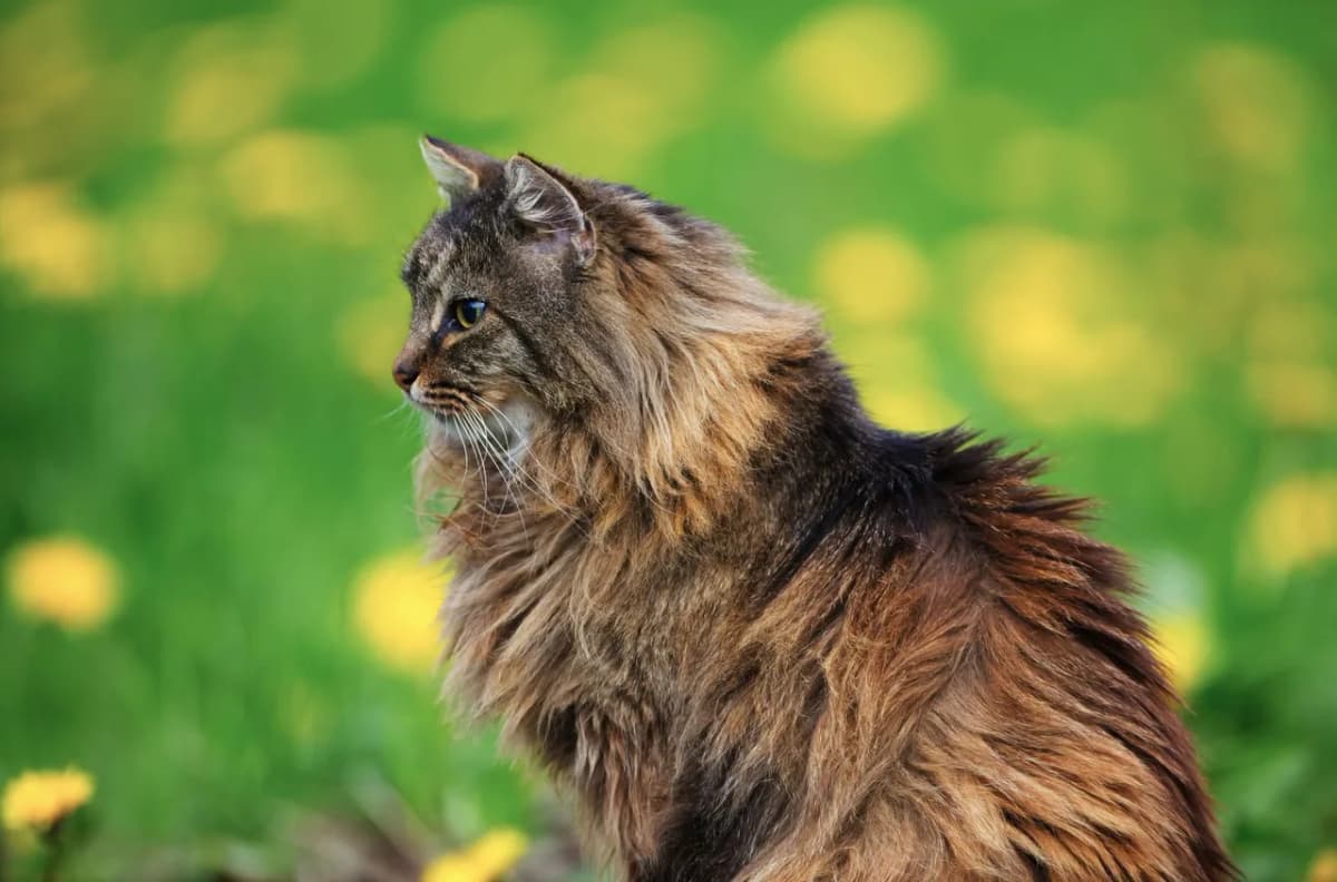 Beautiful Norwegian Forest Cat sitting gracefully in a vibrant spring meadow.