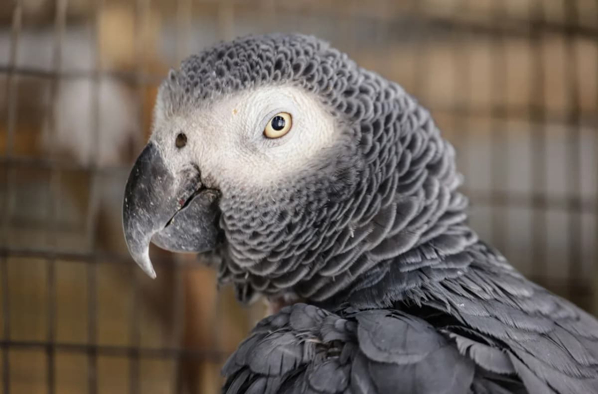 A detailed photograph of an African Grey Parrot (Psittacus erithacus) in a cage showing its distinctive features.