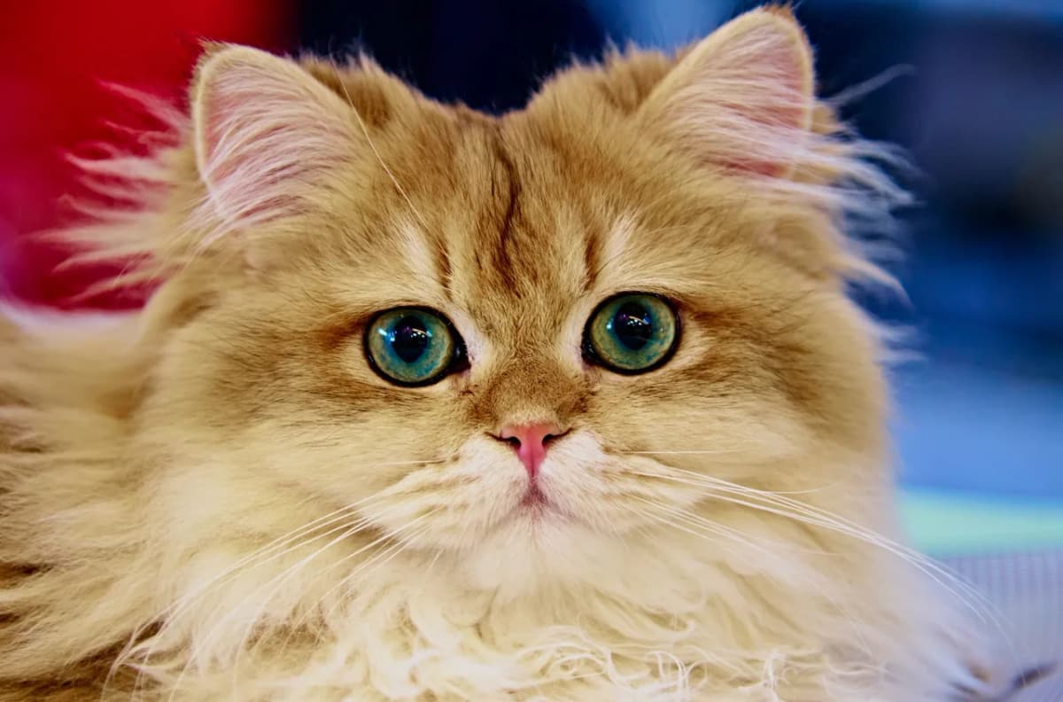 Captivating close-up of a fluffy Persian cat with striking blue eyes gazing intently.