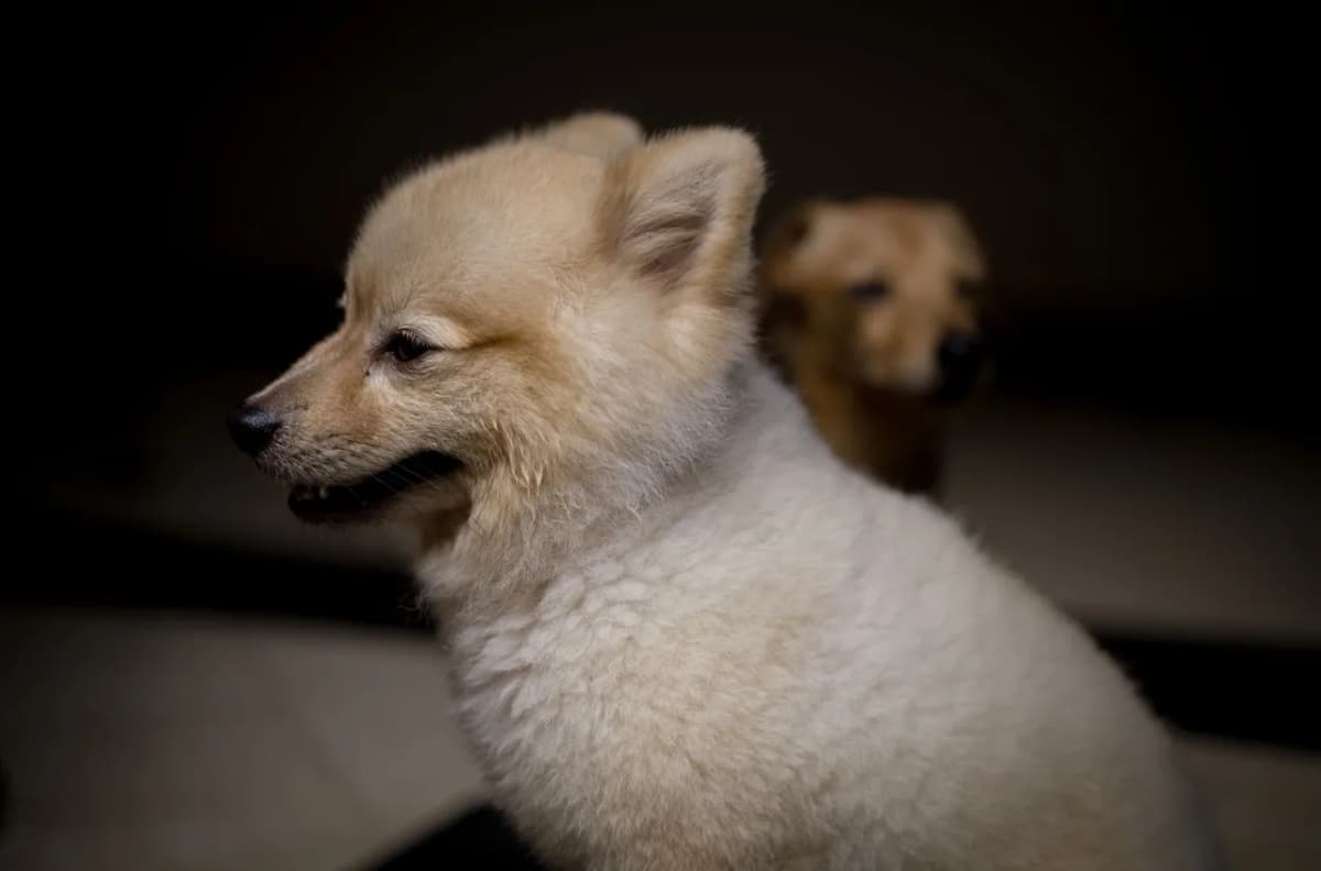 Two fluffy puppies sitting indoors, captured in soft lighting with a focus on their cute faces.