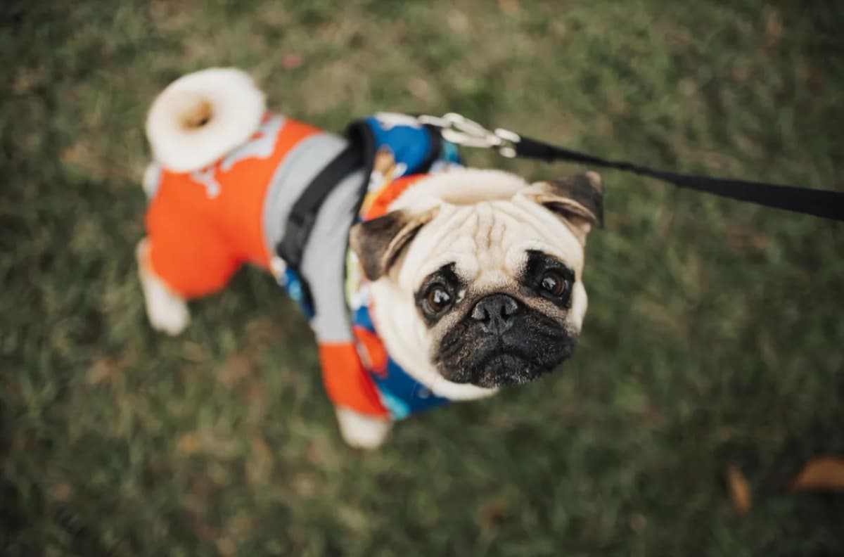 Charming pug in colorful clothing on a leash enjoying a day in the park.