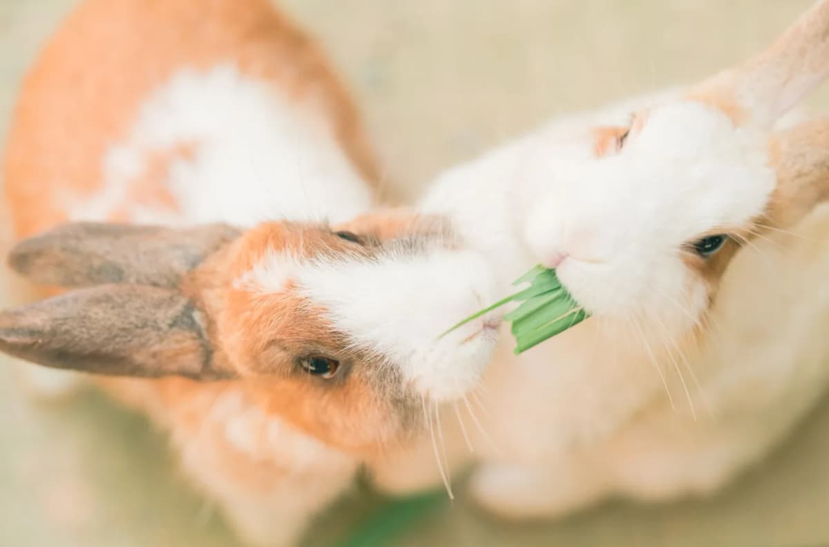 Close-up photo of two rabbits sharing a green leaf in a soft, natural setting.