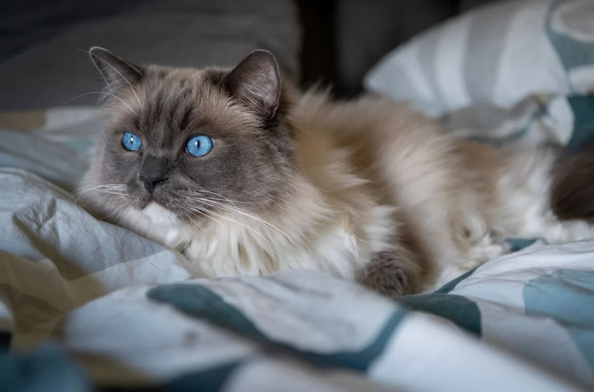 A fluffy Ragdoll cat with striking blue eyes lounging on a cozy bed indoors.