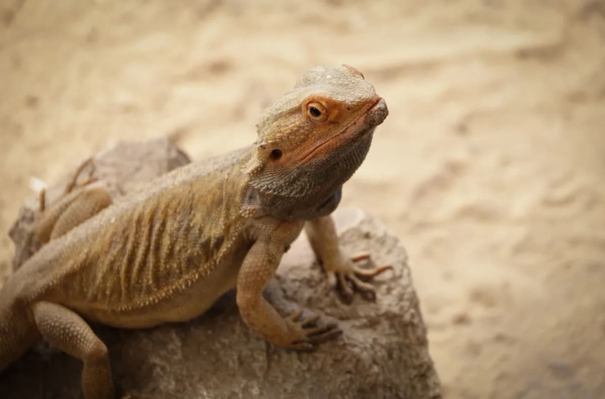 A detailed view of a bearded dragon basking on a textured rock surface.