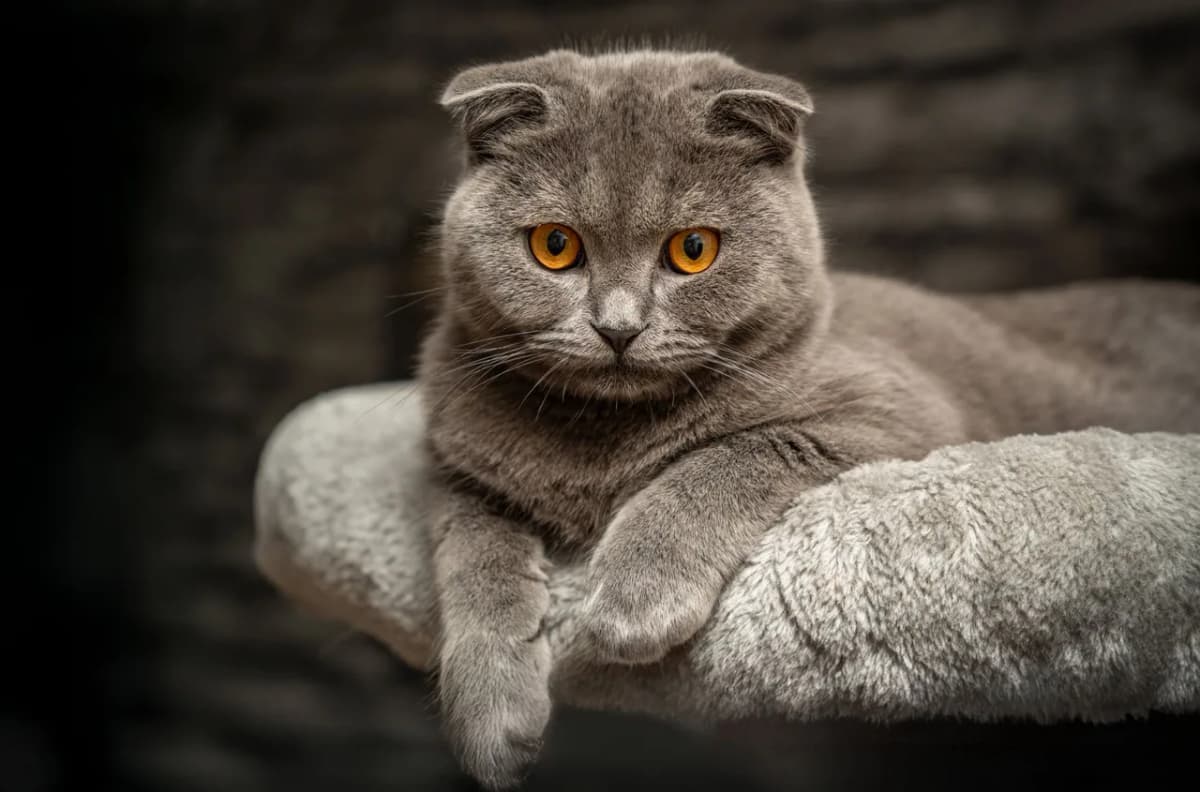 Portrait of a gray Scottish Fold cat with striking orange eyes on a plush perch indoors.