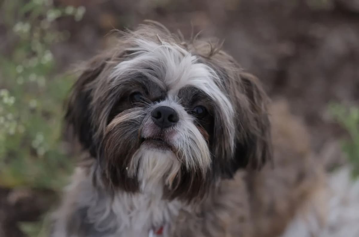 Charming close-up photo of a Shih Tzu dog sitting outdoors with a serene expression.