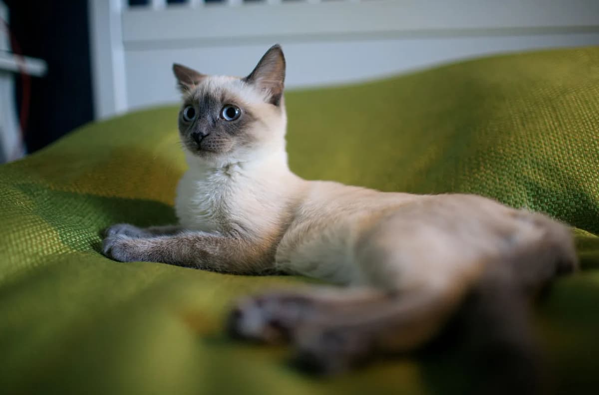 A Siamese cat resting comfortably on a green couch indoors, looking alert.