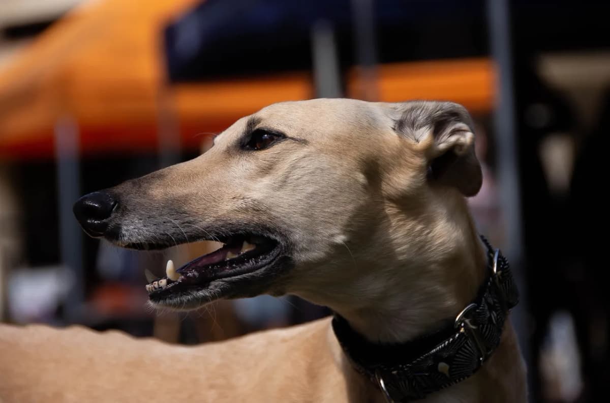 A detailed close-up portrait of a Greyhound dog in an outdoor setting.
