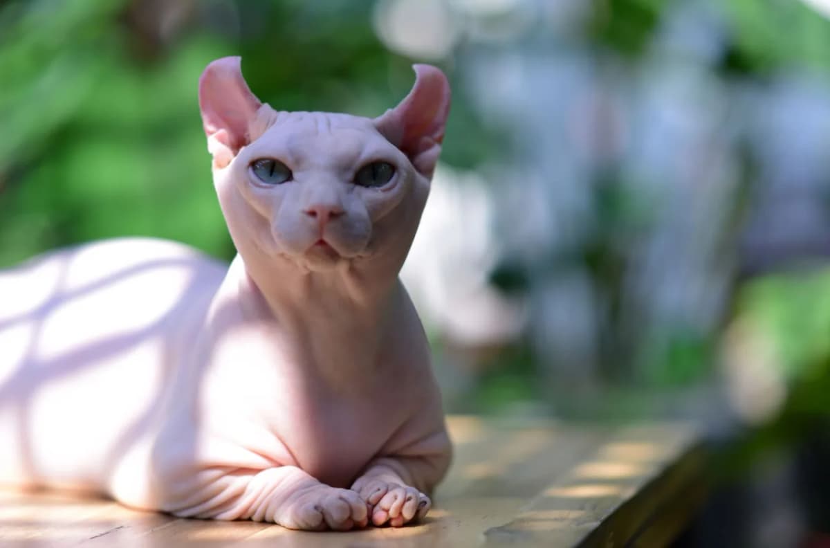 A Sphynx cat enjoying the natural sunlight outdoors, showcasing its unique hairless appearance.