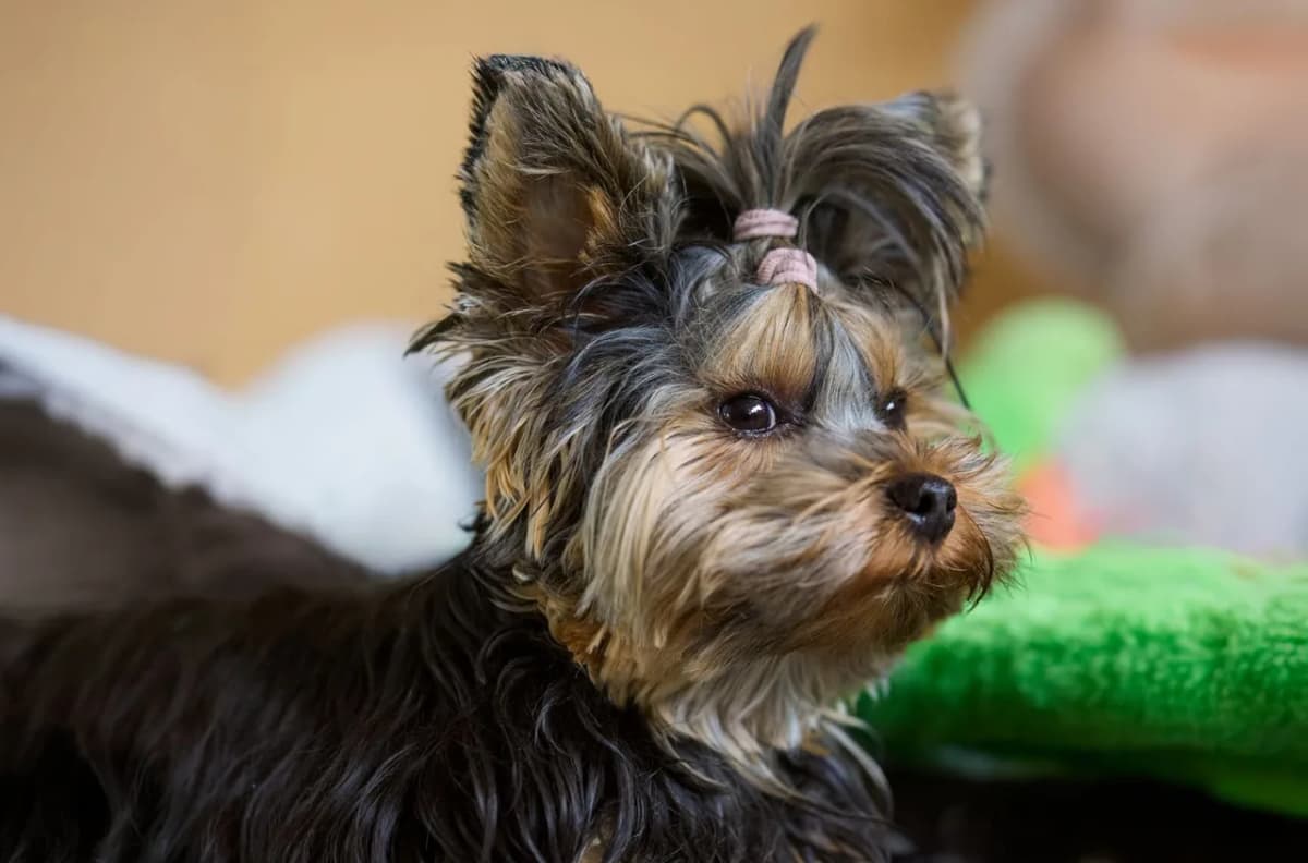 Charming Yorkshire Terrier puppy resting indoors with a top knot and fluffy fur.